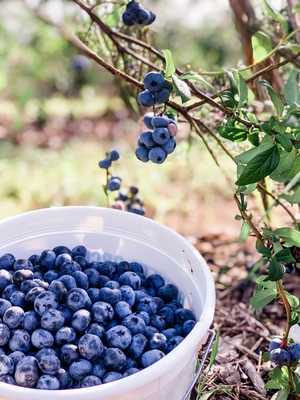 Pail of Bennett Blueberries in the field ready to be taken home and enjoyed. 